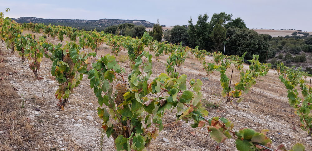 Riesling-Behang-1000b.jpg